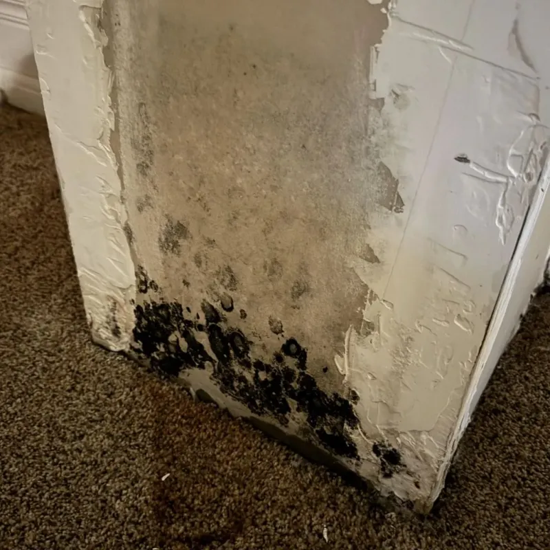 Professional Mold Removal in Pittsford, NY